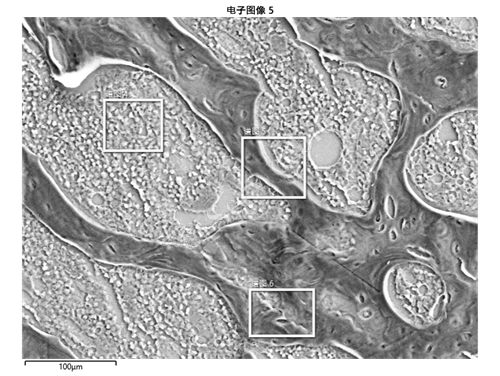 干燥樣本SEM能譜點掃描線掃描