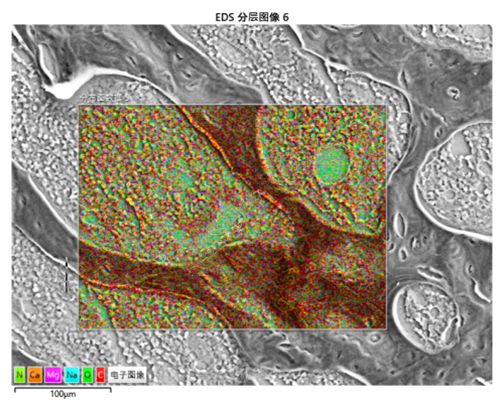 固定樣本SEM能譜面掃描