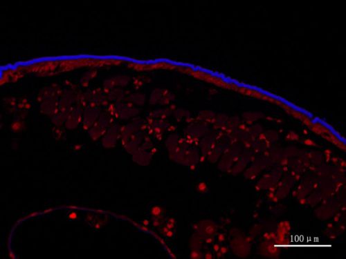 Fluorescent Brightener 28染色