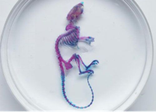 阿利新藍-茜素紅胎鼠染色