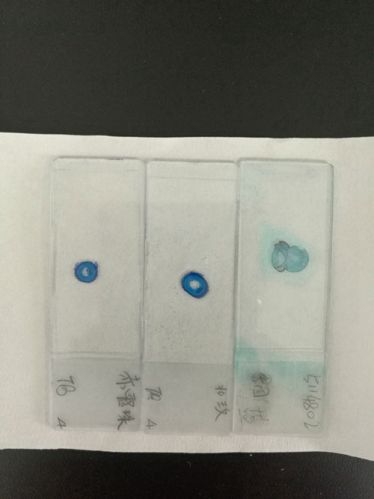 植物硬組織切片